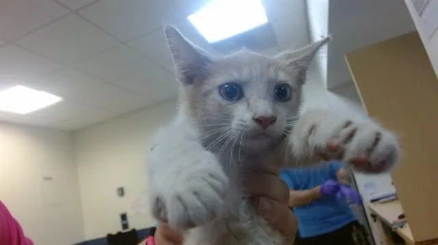 A baby small-sized male Domestic Short Hair cat named Tarot for adoption in Miami, FL