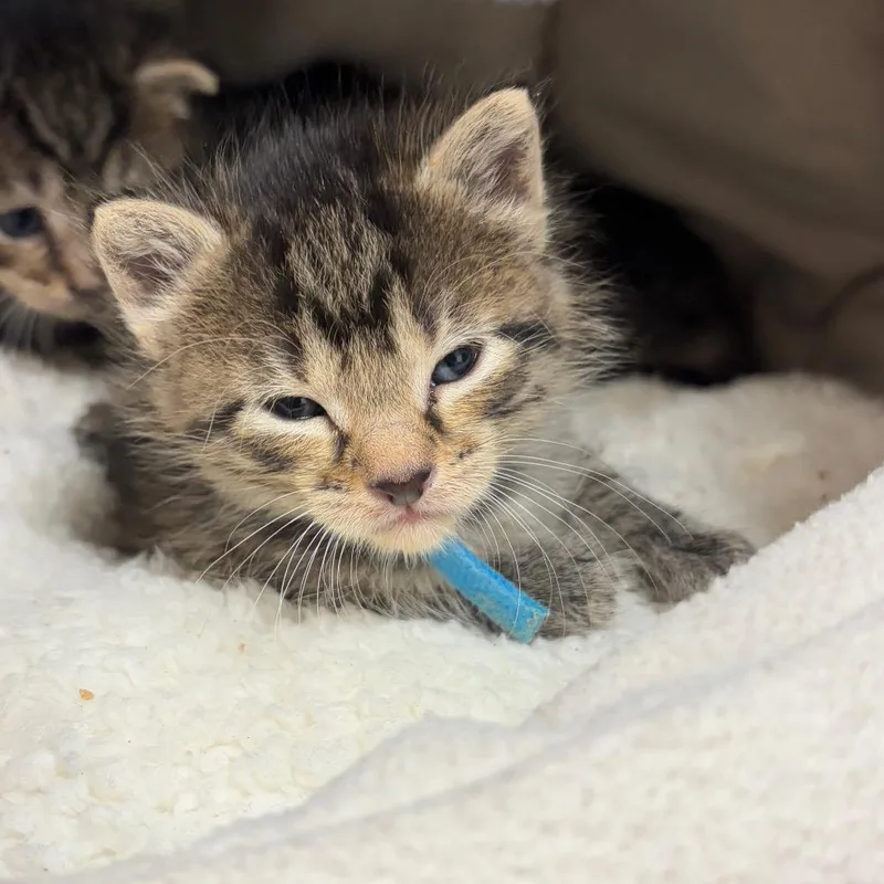 A baby small-sized female Domestic Short Hair cat named Mac for adoption in Birdsboro, PA