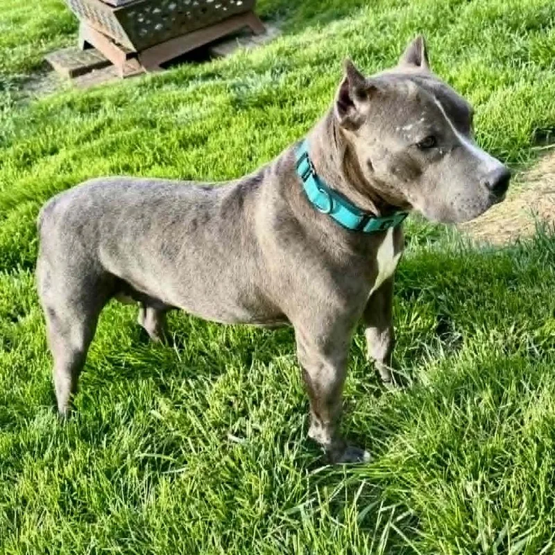 A young medium-sized female Gray / Blue / Silver Pit Bull Terrier dog named Miami for adoption in Olathe, KS