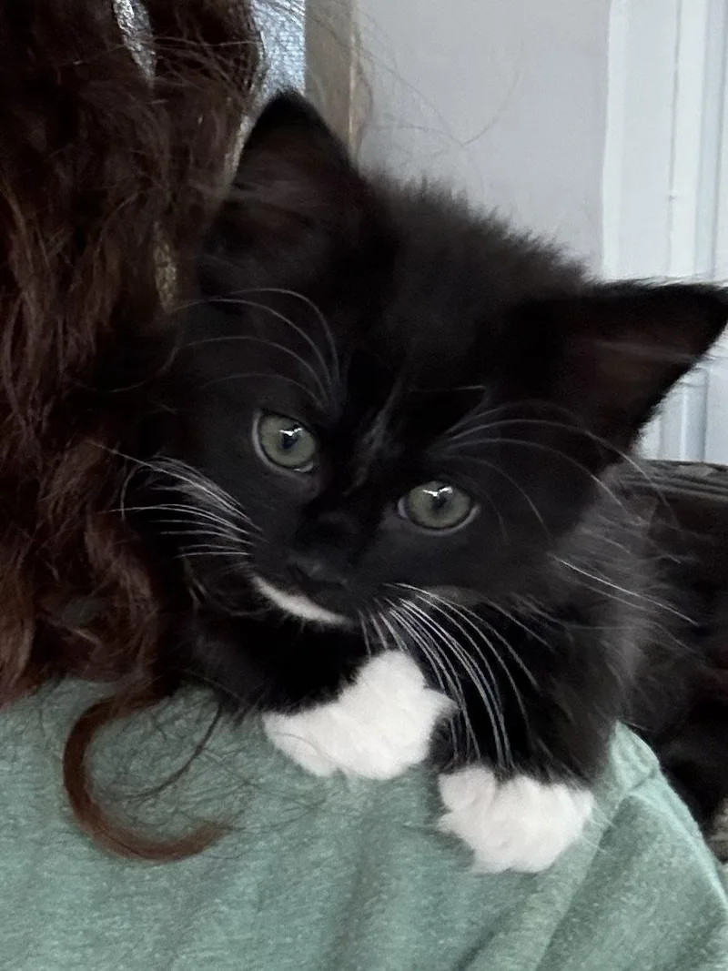 A baby medium-sized female Domestic Medium Hair cat named Tuna for adoption in Pittsboro, NC
