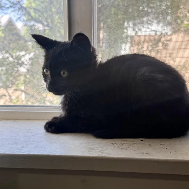 A baby small-sized male Domestic Short Hair cat named Flop for adoption in Klamath Falls, OR