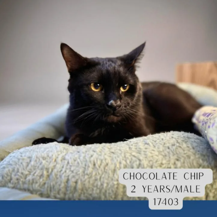 An adult medium-sized male Black Domestic Short Hair cat named Chocolate Chip for adoption in Supply, NC