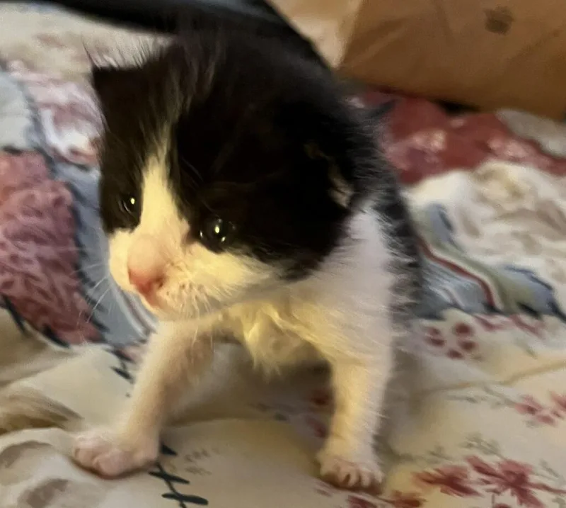 A baby large-sized male Domestic Short Hair cat named Oregano for adoption in Fort Myers, FL