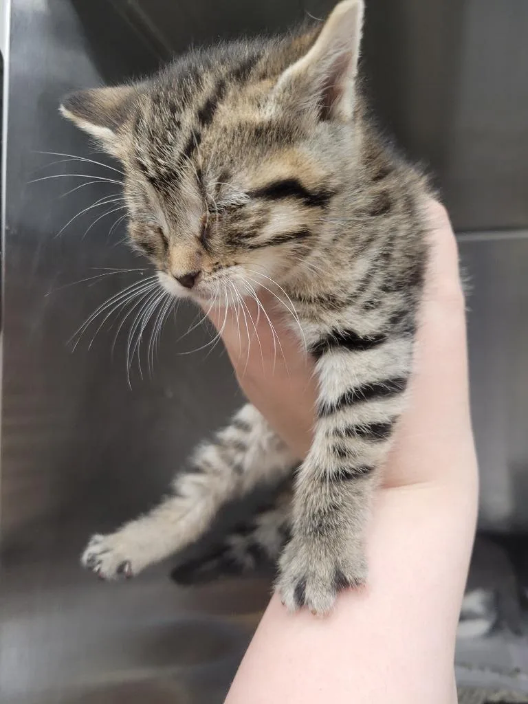 A baby small-sized female Domestic Short Hair cat named Laurie Strode for adoption in Angola, IN