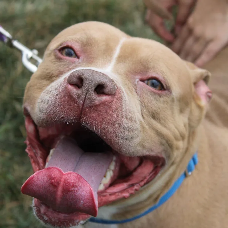 An adult large-sized male Yellow / Tan / Blond / Fawn Pit Bull Terrier dog named Hotfire for adoption in Champaign, IL
