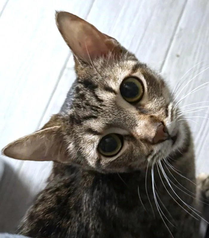 An adult medium-sized male Domestic Short Hair cat named Hartley for adoption in Honeoye, NY