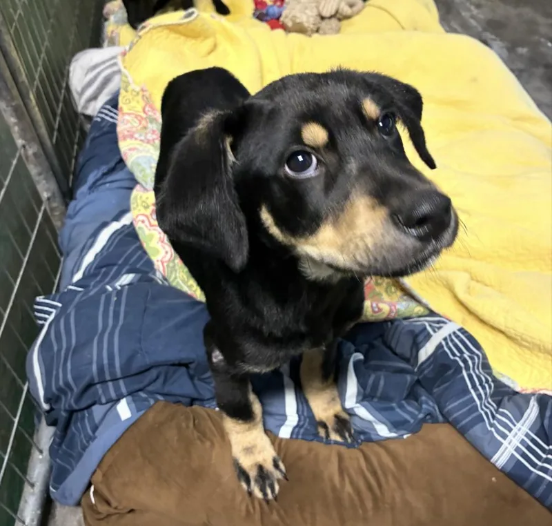 A baby large-sized male Black Labrador Retriever dog named Coreau  Ace for adoption in Broomfield, CO