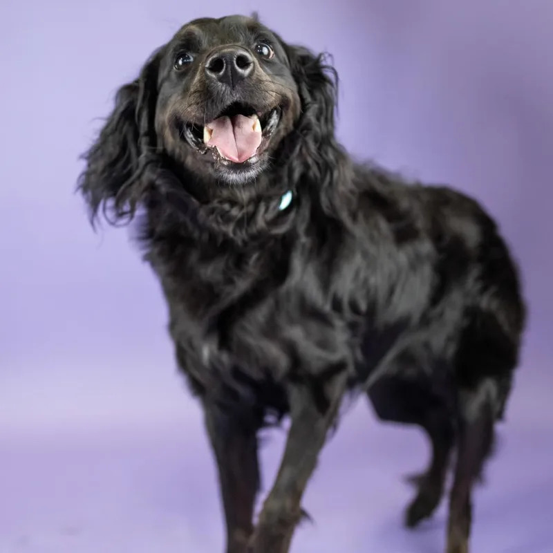 An adult medium-sized female Black Spaniel dog named Sydney for adoption in Portland, OR