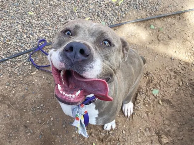 An adult large-sized female Pit Bull Terrier dog named Suki for adoption in Phoenix, AZ