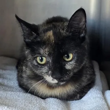 A baby medium-sized female Black Domestic Short Hair cat named Pepper for adoption in Fernandina Beach, FL