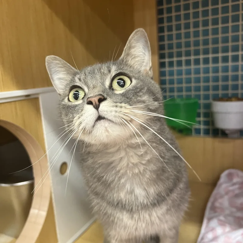 An adult medium-sized female Tabby (Gray / Blue / Silver) Domestic Short Hair cat named Dolly for adoption in Manhattan, KS