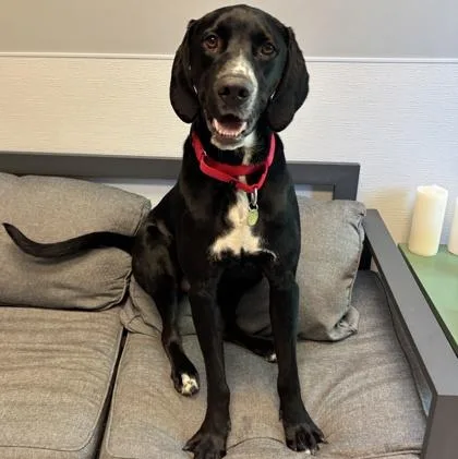 An adult large-sized male Black Mixed Breed dog named Teddy for adoption in Lansing, MI