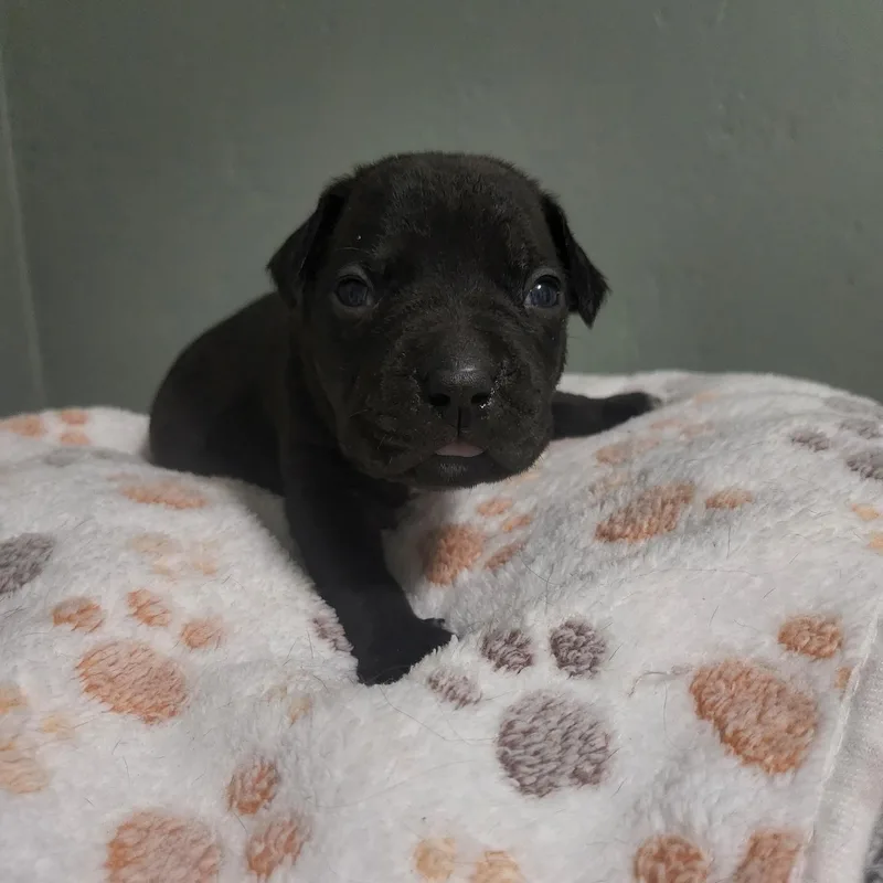 A baby medium-sized male Black Pit Bull Terrier dog named Rafferty for adoption in Brentwood, CA