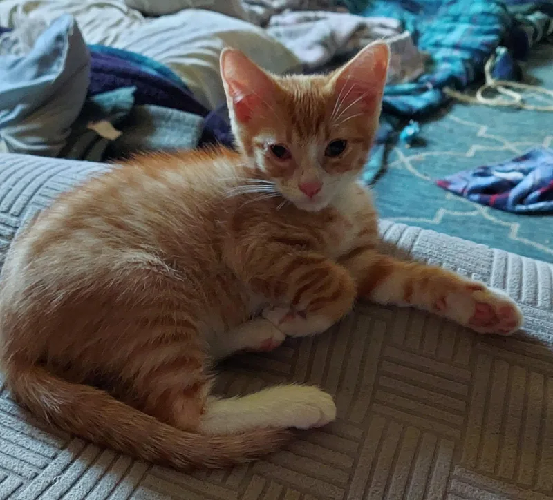 A baby medium-sized male Orange & White Tabby cat named Groot for adoption in Richmond, VA