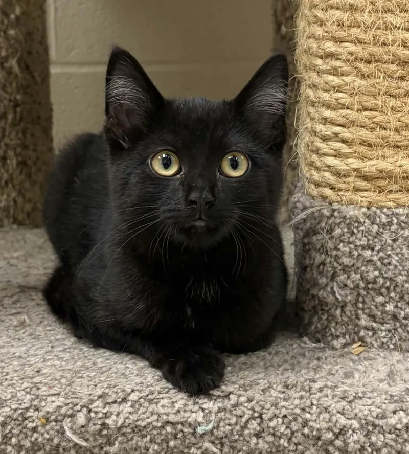A young medium-sized male Black Domestic Medium Hair cat named Prune for adoption in Valparaiso, IN