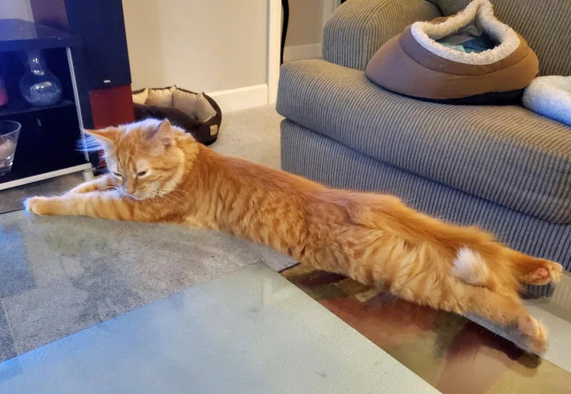 A baby medium-sized female Domestic Long Hair cat named Orangie for adoption in Cincinnati, OH
