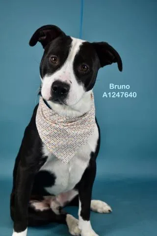 A young medium-sized male Pit Bull Terrier dog named Bruno for adoption in Bakersfield, CA