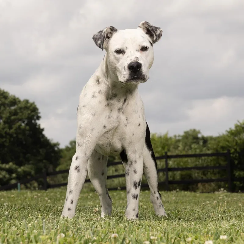 An adult medium-sized female White / Cream Mixed Breed dog named Pixel for adoption in Franklin, TN