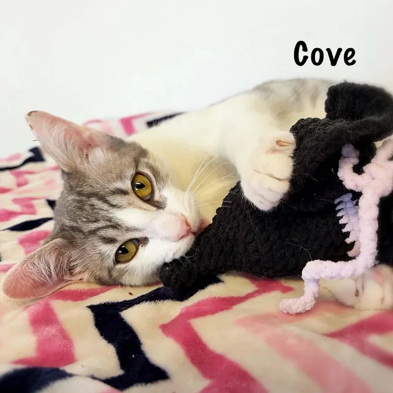 Cove