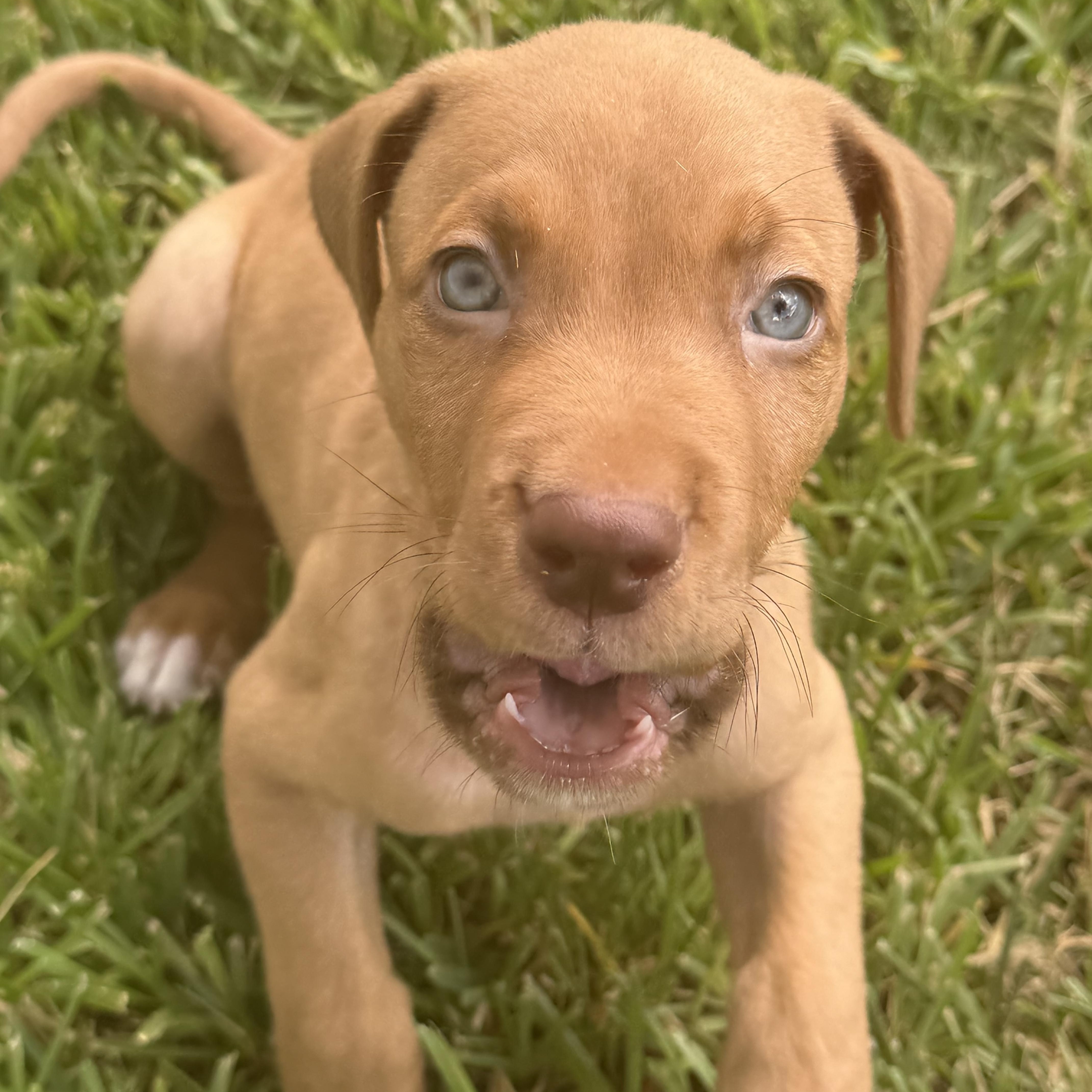 A baby medium-sized male Brown / Chocolate American Staffordshire Terrier dog named Churro for adoption in Tomball, TX