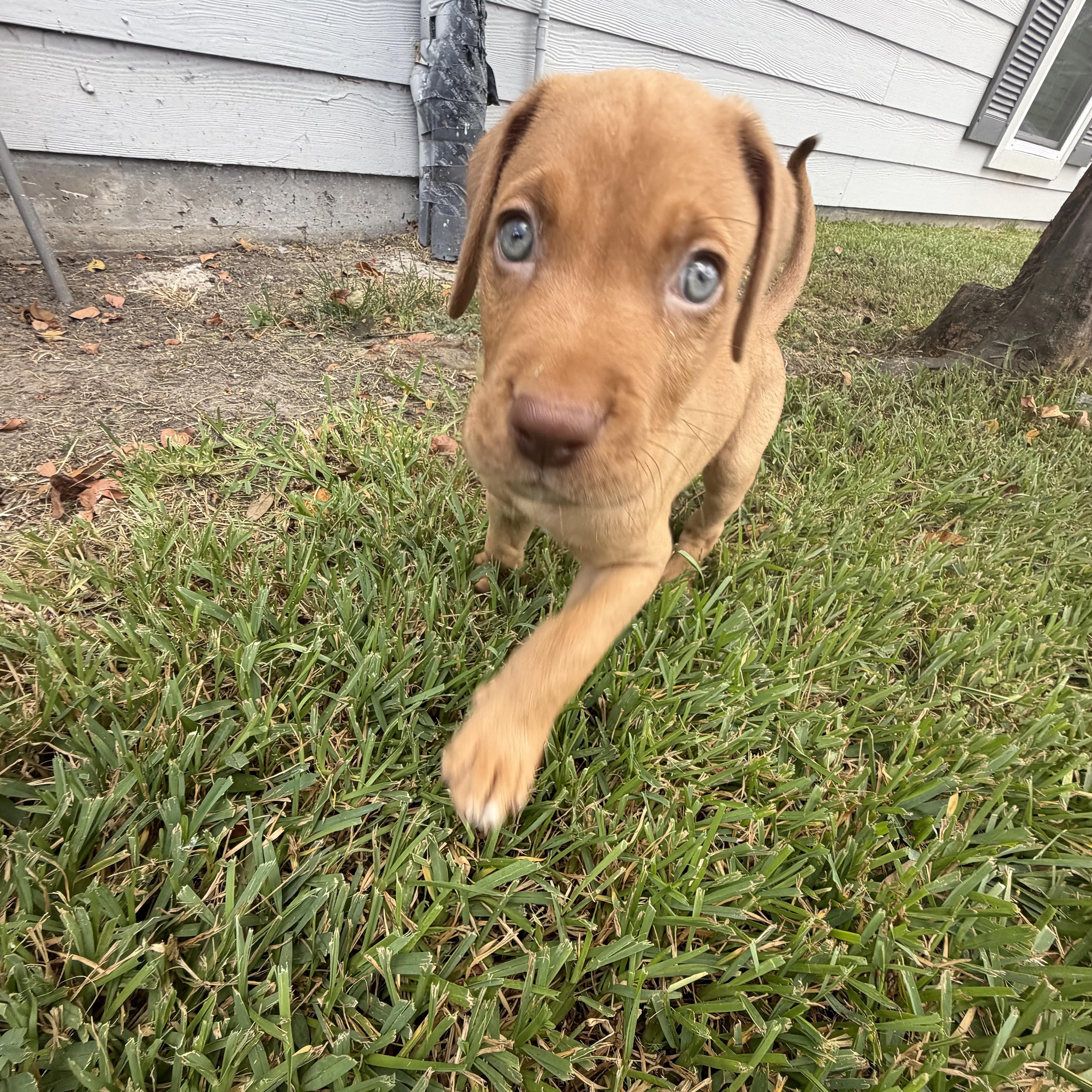Churro thumbnail 3