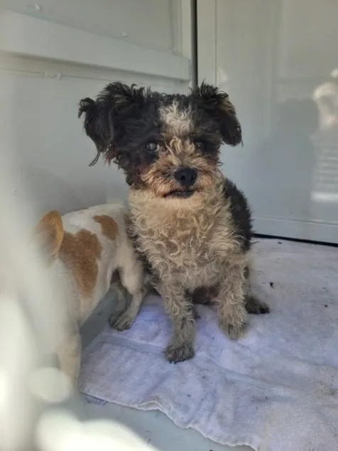 An adult small-sized female Mixed Breed dog named Jerry for adoption in San Pedro, CA
