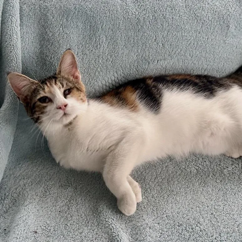 A young small-sized female Calico Domestic Short Hair cat named Brandie for adoption in Ashland, VA