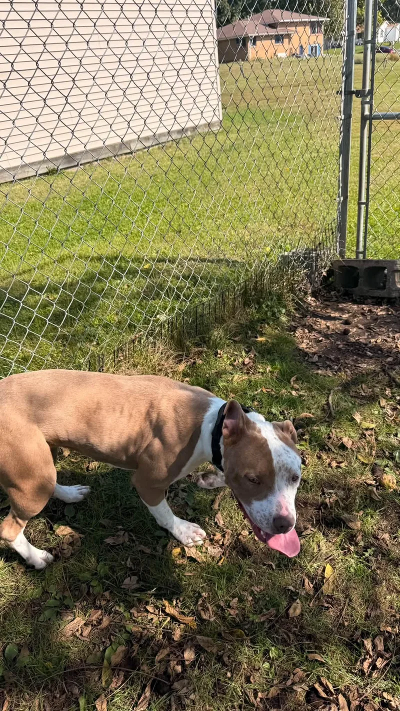 An adult medium-sized female Pit Bull Terrier dog named Dottie for adoption in Fort Madison, IA