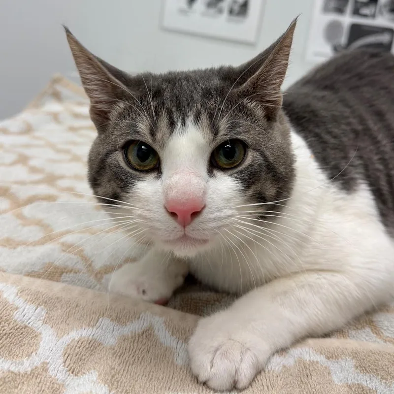 A young large-sized male White Domestic Short Hair cat named Opalite for adoption in Jacksonville, FL