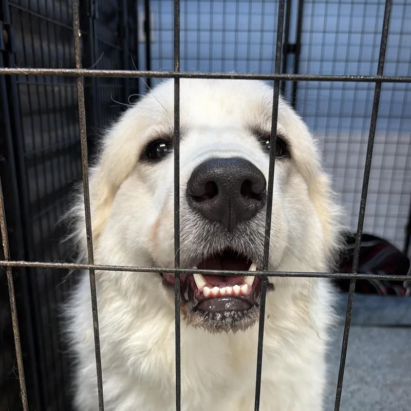 A young large-sized male Great Pyrenees dog named Yeti for adoption in Lauderhill, FL