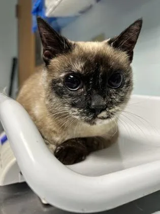 An adult small-sized female Siamese cat named Chloe for adoption in Largo, FL