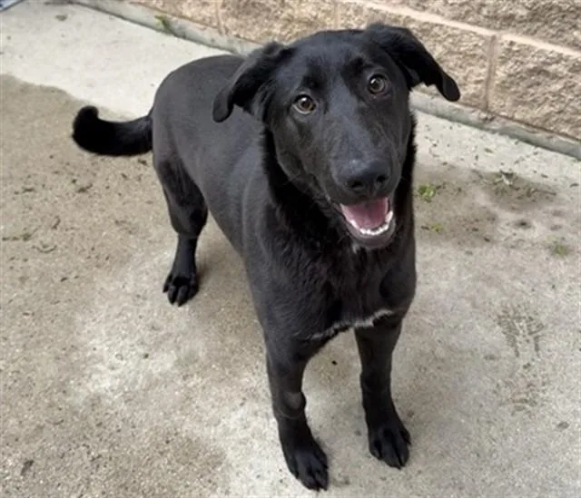 A young large-sized female German Shepherd Dog dog named Sara for adoption in Aurora, IL