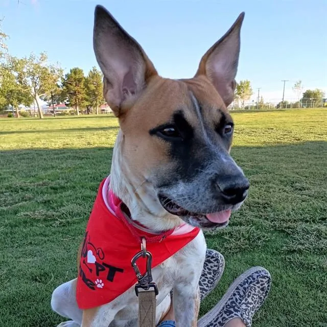 A young medium-sized female Australian Cattle Dog / Blue Heeler dog named Miranda for adoption in Las Vegas, NV