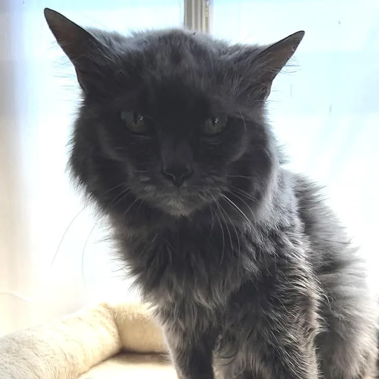 Josephine thumbnail 2