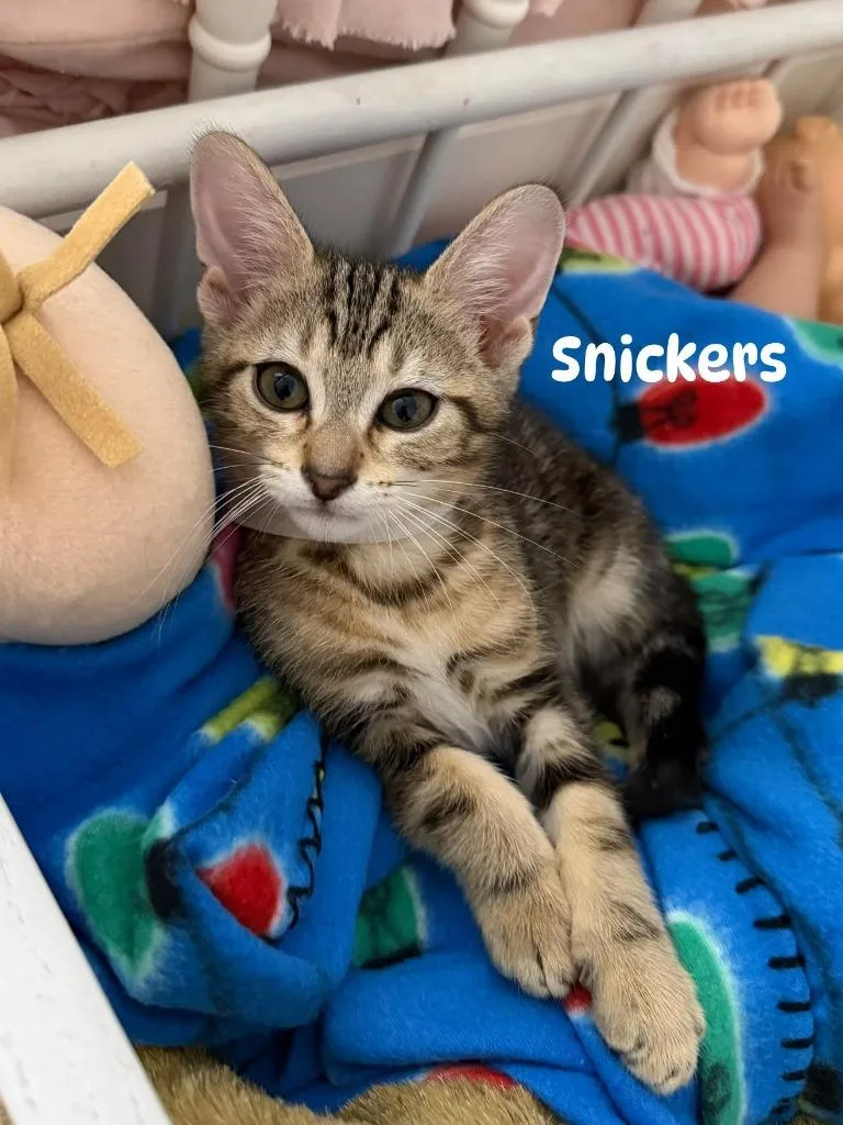 A baby small-sized male Domestic Short Hair cat named Snickers for adoption in Magnolia, TX