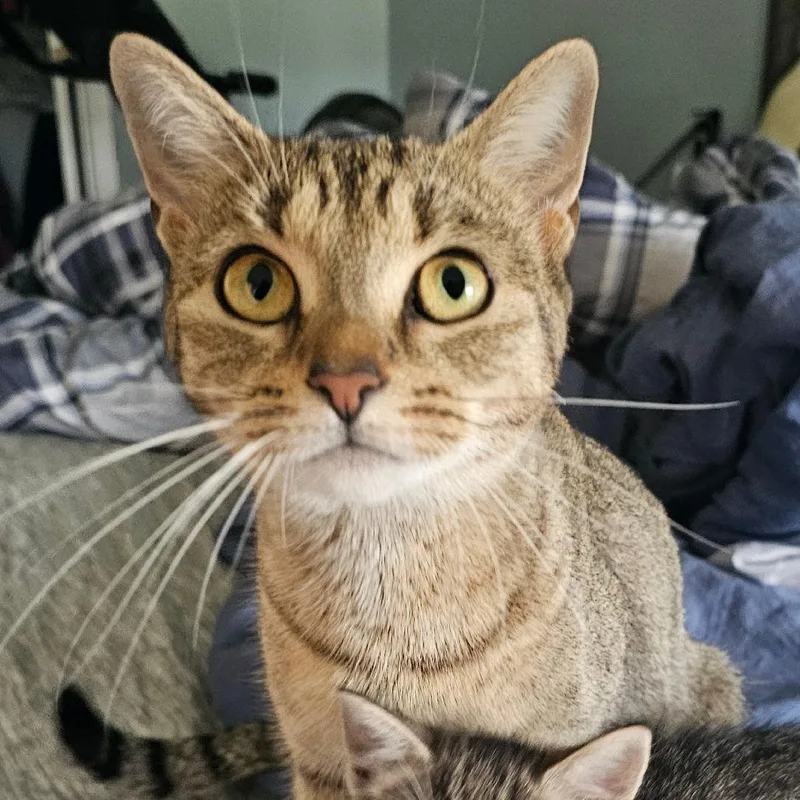 An adult medium-sized female Brown / Chocolate Domestic Short Hair cat named Judkins for adoption in Hedgesville, WV