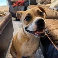 A young medium-sized female Yellow / Tan / Blond / Fawn Black Mouth Cur dog named Darla for adoption in Tampa, FL