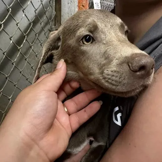 A young medium-sized female Gray / Blue / Silver Weimaraner dog named Rhinestone Cowboy for adoption in Austin, TX