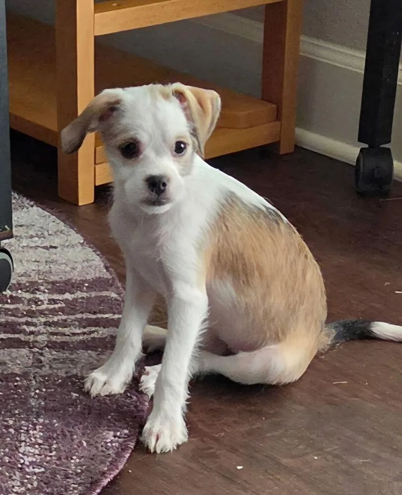 A baby small-sized female Poodle dog named Zephyr for adoption in New Braunfels, TX