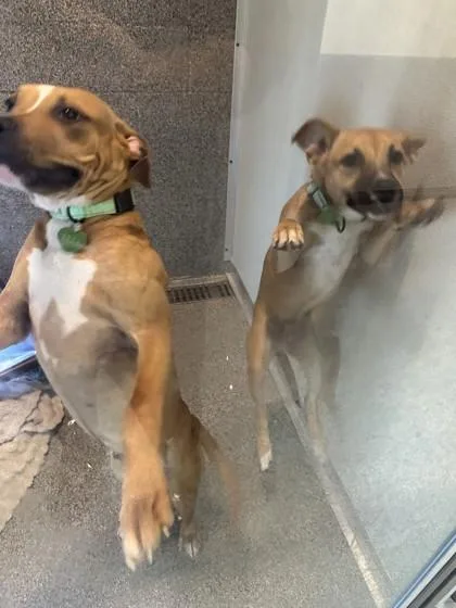 A young medium-sized male Boxer dog named Stewart for adoption in Hamilton, MT