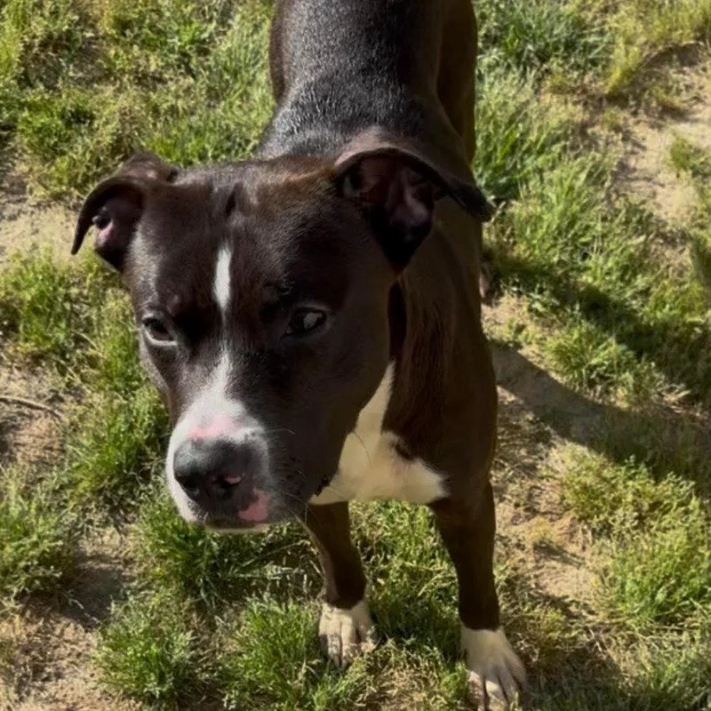 A young medium-sized male Terrier dog named Smooch for adoption in Bloomfield, CT