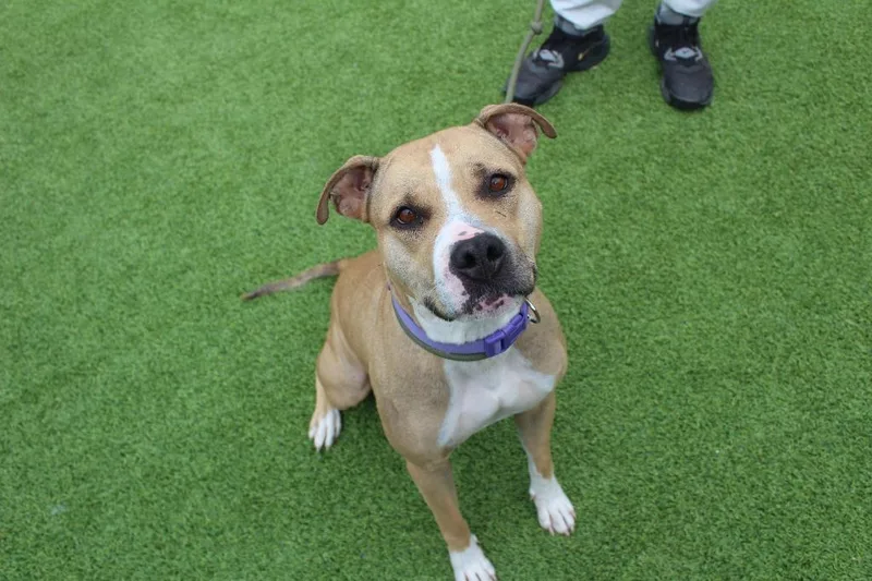 An adult large-sized female Apricot / Beige Pit Bull Terrier dog named Sugar for adoption in Chestertown, MD