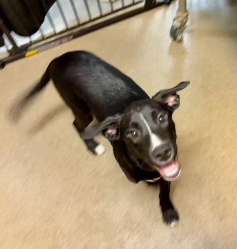 A baby medium-sized male Mixed Breed dog named Halligan for adoption in Rome, GA