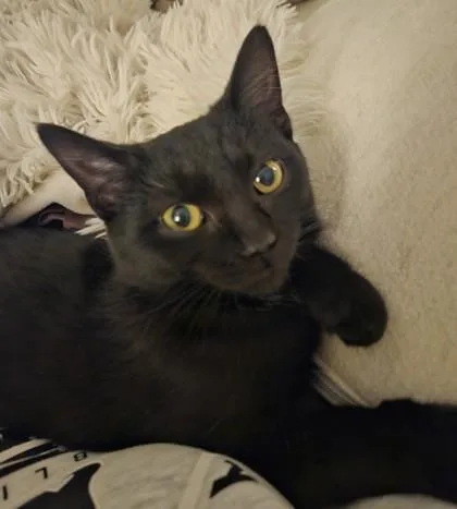 A baby medium-sized female Domestic Short Hair cat named Aunt Zelda for adoption in Cleveland, OH