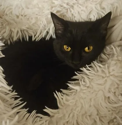 Aunt Zelda thumbnail 2