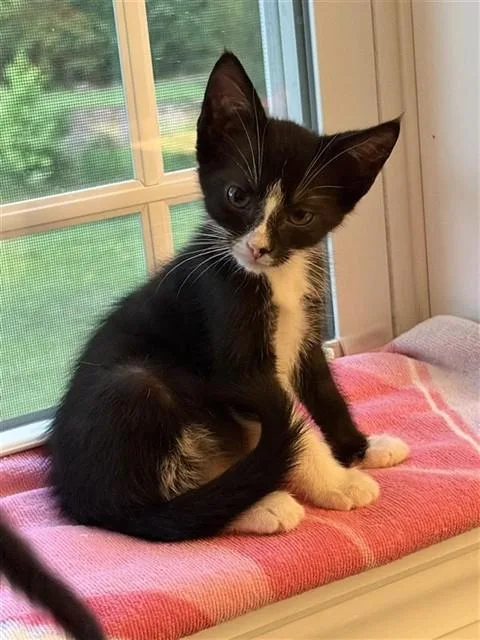 A baby small-sized male Domestic Short Hair cat named Izzy for adoption in Statesville, NC