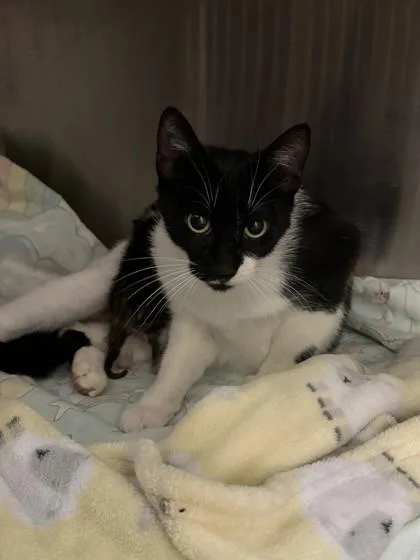 An adult small-sized female Domestic Short Hair cat named Smidge for adoption in Roseville, CA