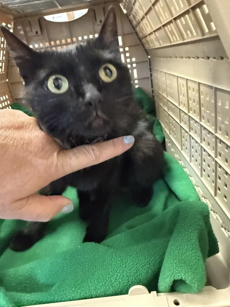 An adult small-sized female Black Domestic Short Hair cat named Wildflower for adoption in Fremont, NE