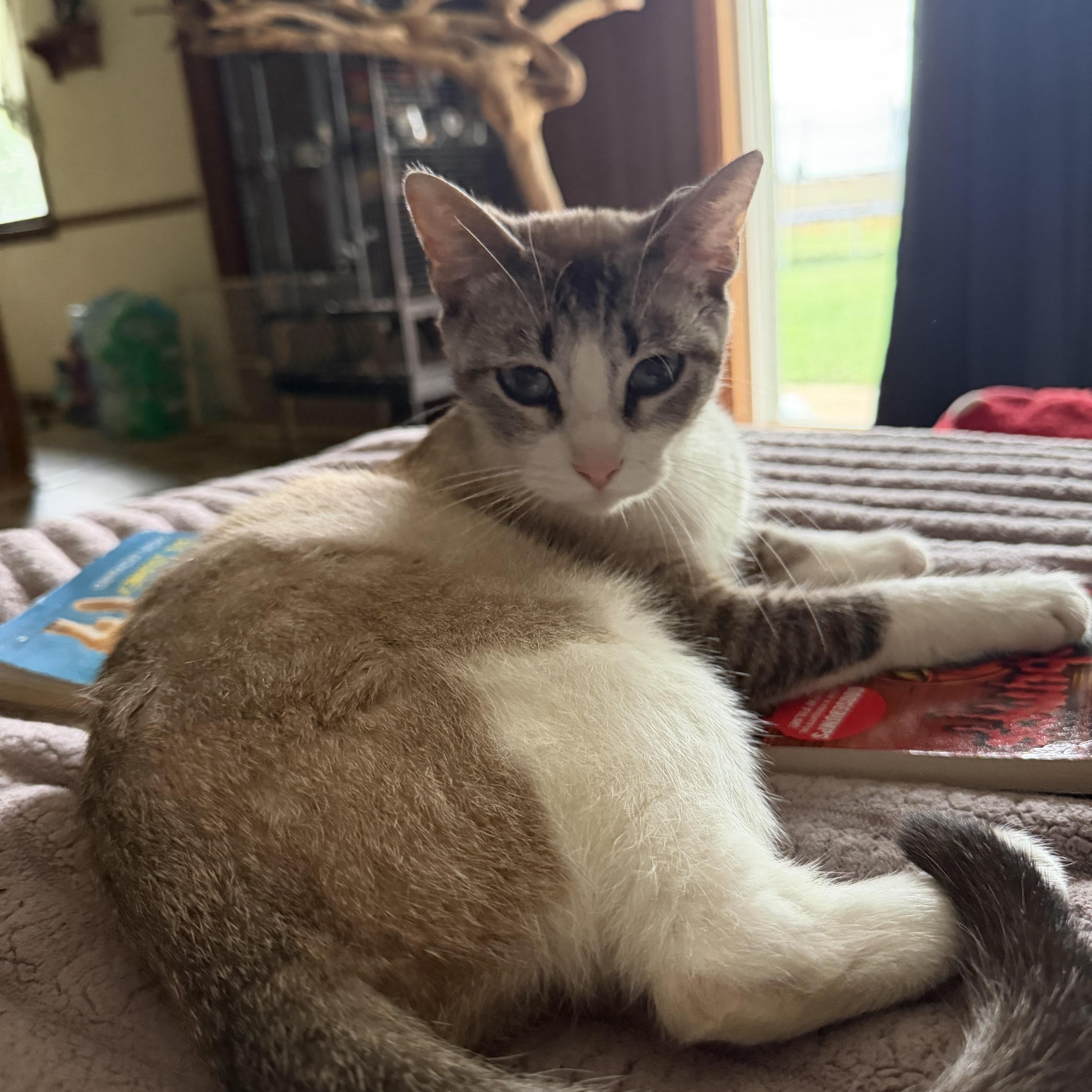A young medium-sized female White Domestic Short Hair cat named Sally for adoption in Indianapolis, IN