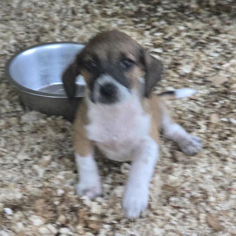 A baby small-sized male Tricolor (Brown, Black, & White) Beagle dog named Rebel for adoption in Zaleski, OH
